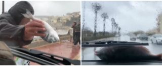 Copertina di “Piovono” pesci in strada, gli automobilisti si fermano per recuperarli: l’insolita scena tra onde giganti e maltempo