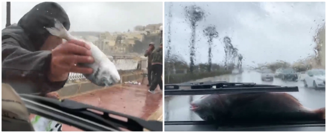 Copertina di “Piovono” pesci in strada, gli automobilisti si fermano per recuperarli: l’insolita scena tra onde giganti e maltempo