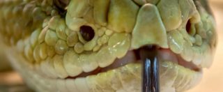 Copertina di Serpente lo morde alla gamba mentre taglia l’erba in giardino: 36enne ricoverato per grave choc anafilattico
