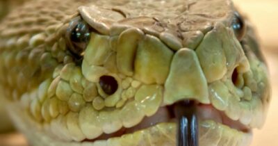 Copertina di Trova un serpente di due metri nella cucina di casa e scoppia il caos: “Sfrecciava per la casa, c’è voluta un’ora di ricerche prima di catturarlo”