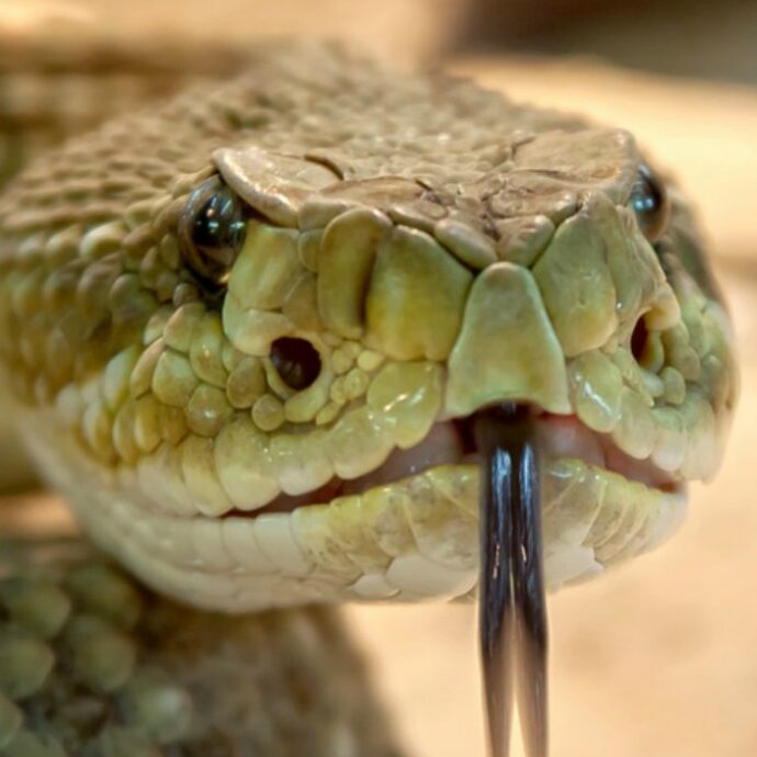 Trova un serpente di due metri nella cucina di casa e scoppia il caos: “Sfrecciava per la casa, c’è voluta un’ora di ricerche prima di catturarlo”