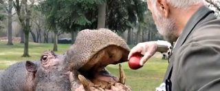 Copertina di Bologna, Gianluca Vacchi fa colazione con l’ippopotamo in giardino e pubblica il video: arrivano i Carabinieri