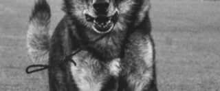 Rigopiano, è morto Falco, il cane eroe che salvò tre bambini. Il ricordo del vigile del fuoco suo “compagno: “Ciao amico mio, grazie di tutto”