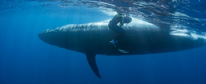 L’Islanda continuerà a cacciare balene per altri cinque anni. Inutilmente