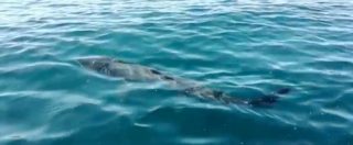 Copertina di Olbia, avvistato uno squalo elefante nella Baia di Sant’anna. L’incontro ravvicinato in un video della Guardia costiera