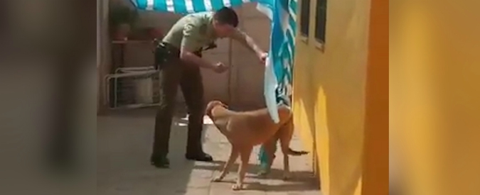 Copertina di Il cane è intrappolato in un tendone e il poliziotto interviene per liberarlo: l’animale è diffidente e alla fine reagisce così