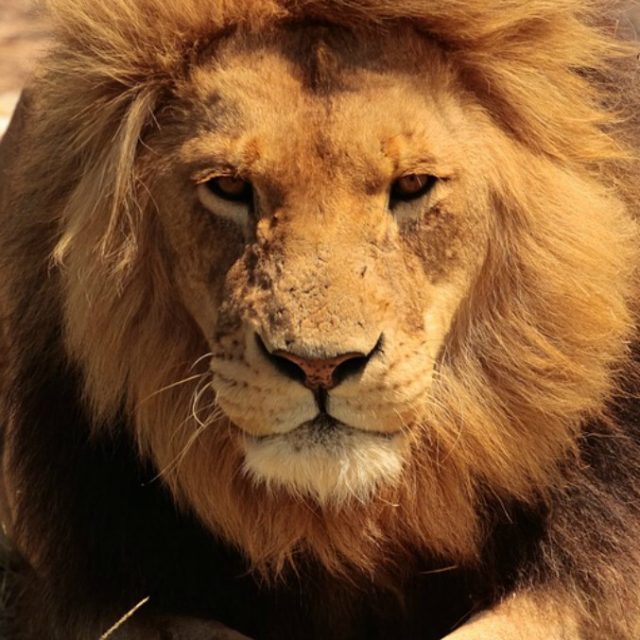 Coppia ammazza un leone e la foto con il cadavere dell’animale finisce sui social: licenziati