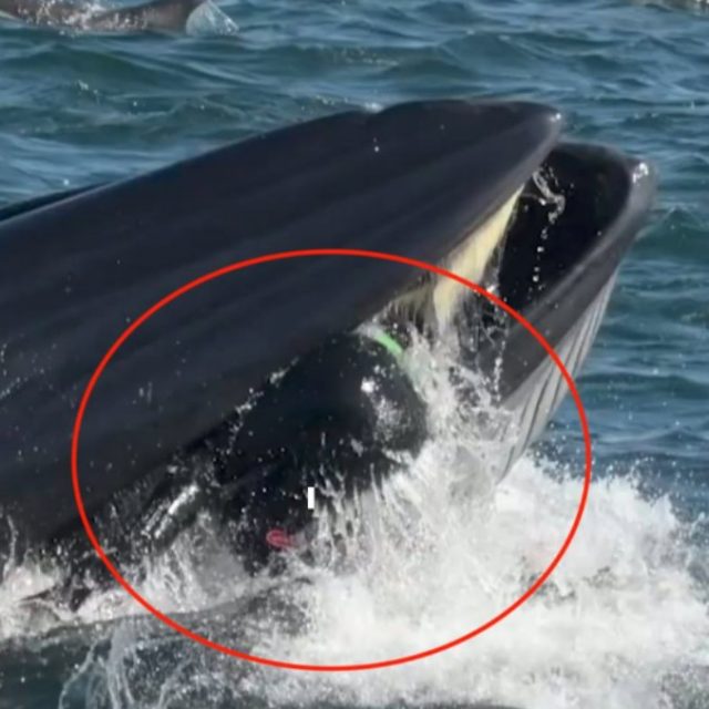 Sub ingoiato da una gigantesca balena, viene “risputato” fuori illeso