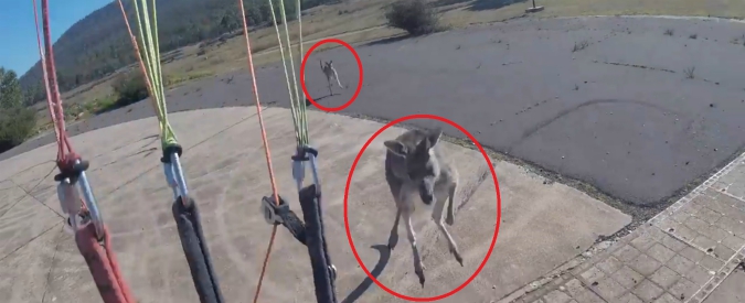 Copertina di Il paracadutista atterra con una manovra perfetta, ma questi due canguri gli riservano una sorpresa “diabolica”