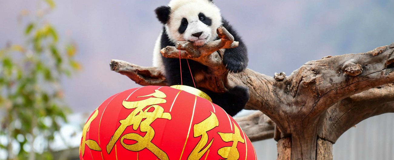 Nuova Via della Seta, la Cassa depositi e prestiti lancerà “Panda bond” per finanziare aziende italiane in Cina