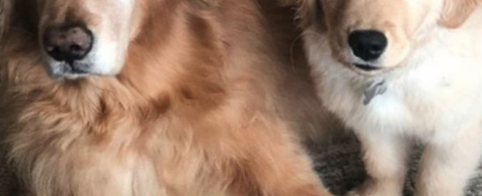 Charlie, il golden retriver cieco che ha trovato un “cane guida” che vede al posto suo