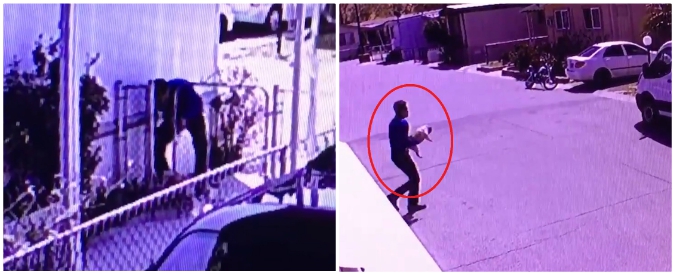 Copertina di Ruba il cucciolo di cane dal cortile e scappa, ma per il ladro finisce malissimo. Le immagini