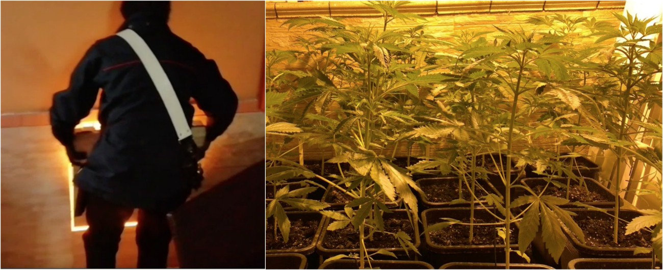 Copertina di Napoli, carabinieri scoprono la serra per la coltivazione della cannabis in salotto. Il nascondiglio è ingegnoso