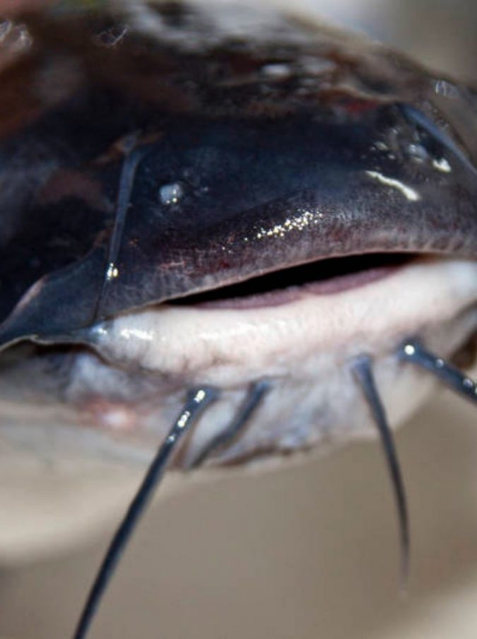 Enorme Pesce Gatto Di 11 Kg Mangia Anatre Del Laghetto Bambini