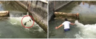 Copertina di Milano, gruppo di anatroccoli rischia di annegare: due ragazzi si tuffano nel Naviglio per salvarli. Il video