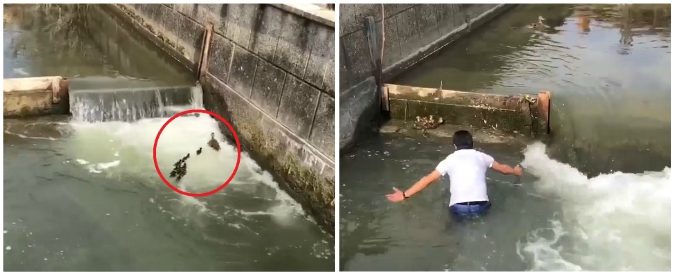 Copertina di Milano, gruppo di anatroccoli rischia di annegare: due ragazzi si tuffano nel Naviglio per salvarli. Il video