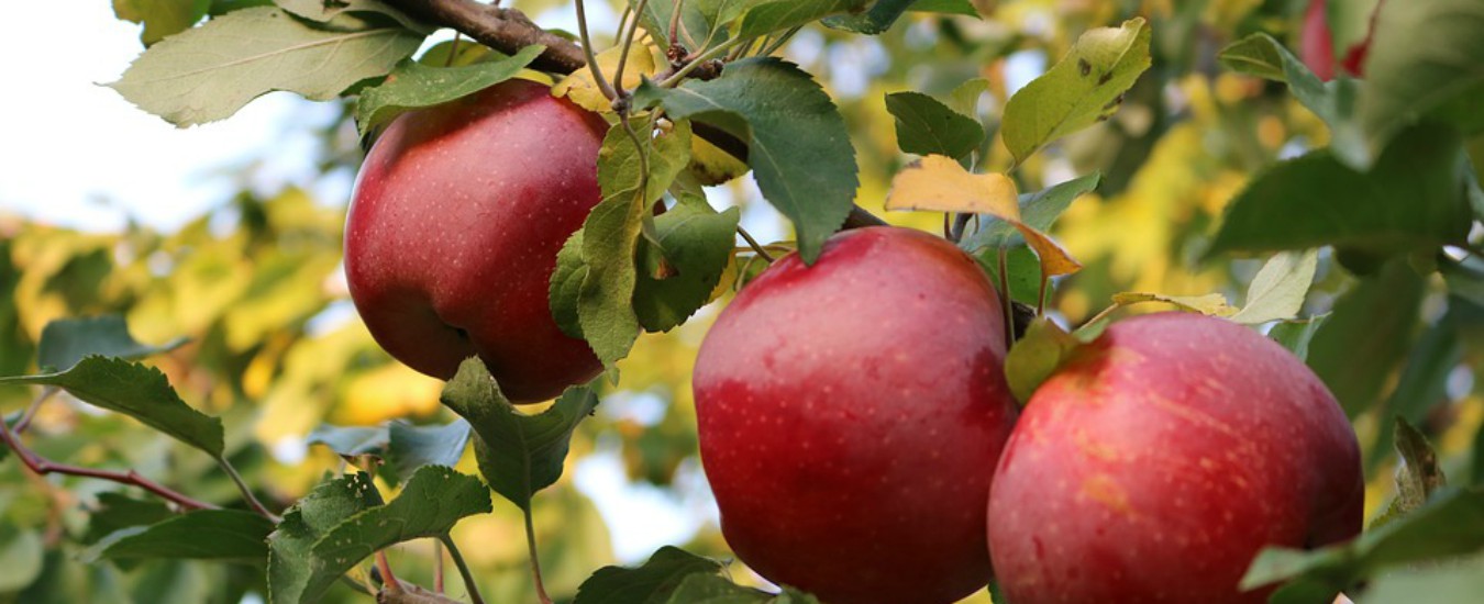 Toscana, truffavano grandi marchi con succo di mela adulterato spacciato per biologico: 9 arresti