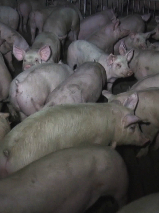 Copertina di “Un piatto di salute”, su Sky Tg24 la terza puntata sui pericoli che si nascondono dietro la nostra alimentazione