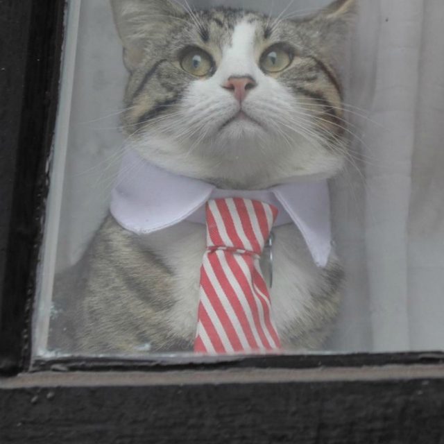 James, che fine ha fatto il gatto con la cravatta di Julian Assange? Ecco come è sfuggito a Scotland Yard