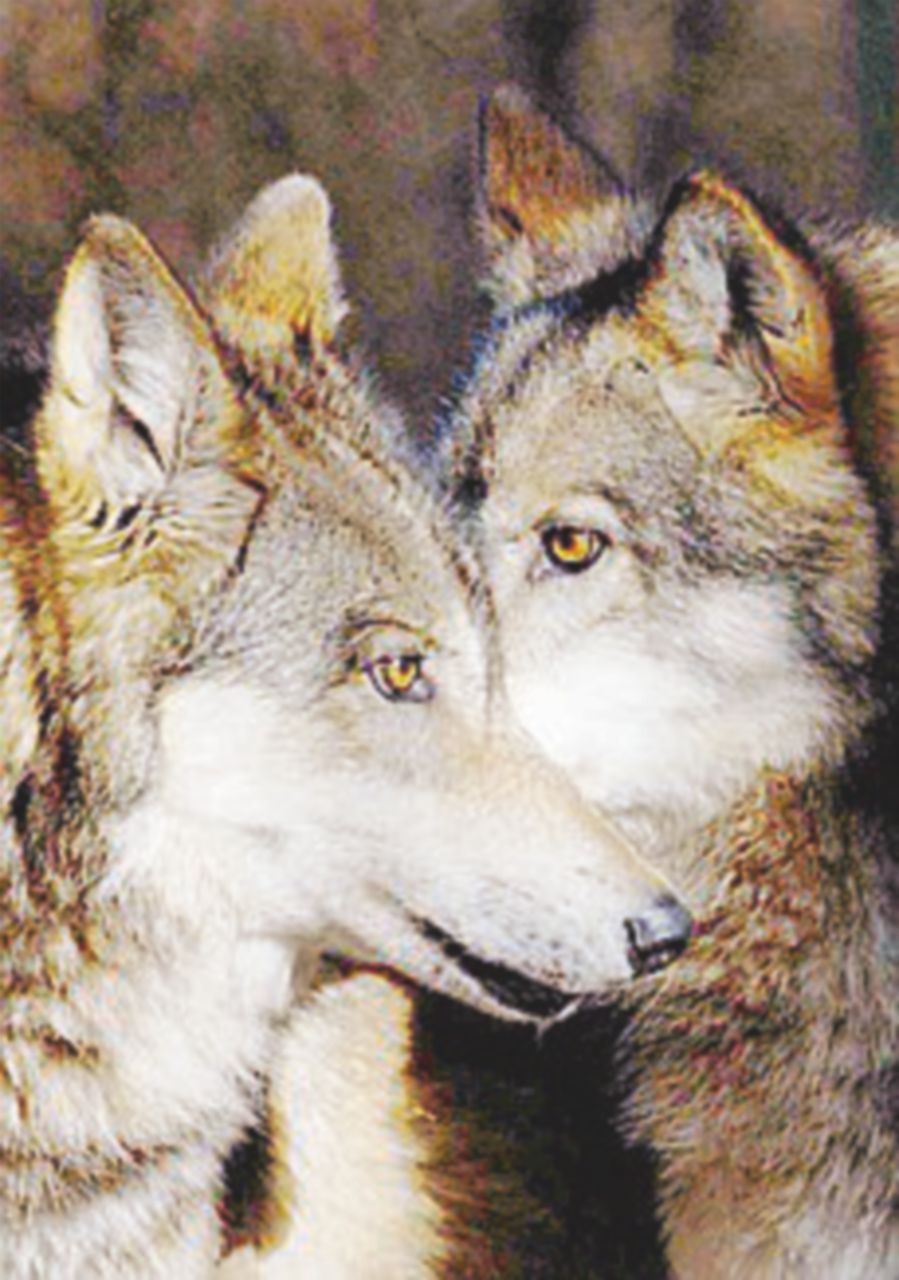 Viminale: “Via libera ad abbattimento lupi”. Animalisti in rivolta