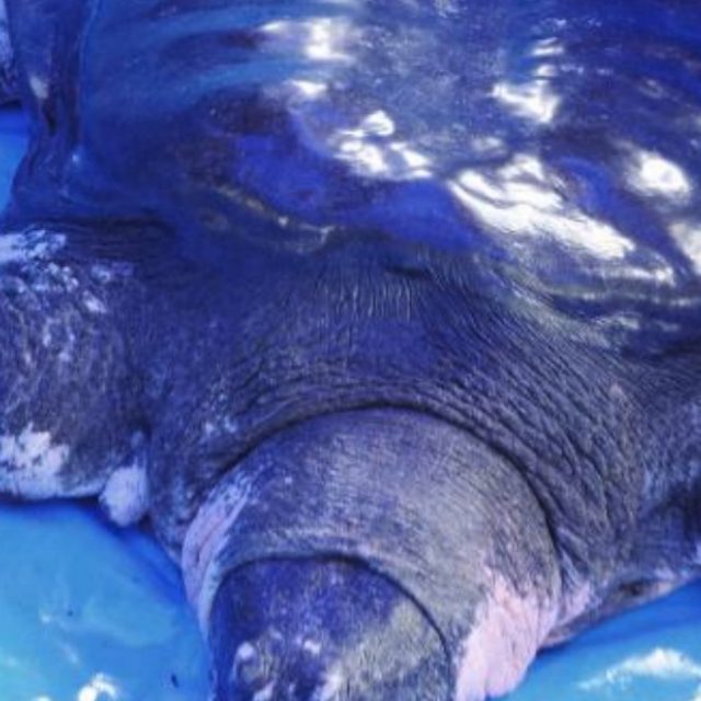 Cina, morta rara tartaruga gigante dello Yangtze: ora ne restano solo tre esemplari al mondo