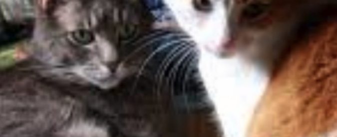 Venticinquenne nasconde 64 gatti morti dentro due congelatori: dichiarata colpevole per crudeltà sugli animali