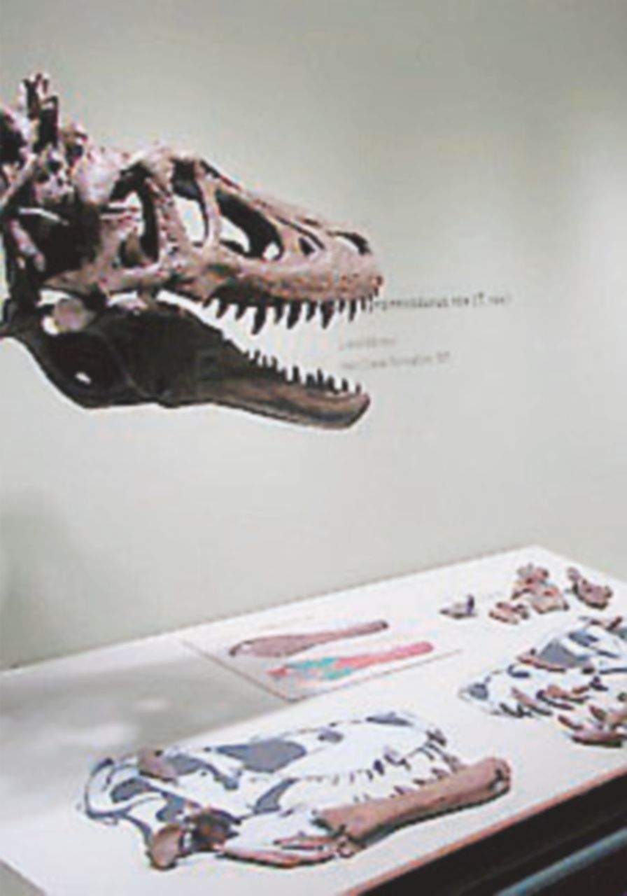 Baby T-Rex messo all’asta su eBay: paleontologi indignati