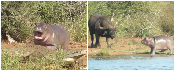 Copertina di Il baby ippopotamo contro tutti: prima scaccia i coccodrilli, poi se la prende con il bufalo. E va a finire così