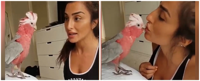 Copertina di Il pappagallo sposta gli oggetti e risponde ai comandi: l’intesa con la influencer è sorprendente