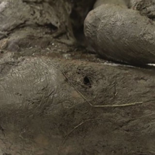 Siberia, scoperto corpo mummificato di un cavallo risalente a 40.000 anni fa: “Intatto”. Ma non è l’unica scoperta “jurassica”