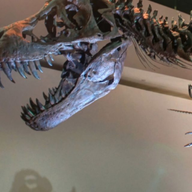 Chi vuole comprare un dinosauro? In vendita su eBay lo scheletro di un B-T Rex al costo di 2,95 milioni di dollari