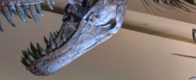 Chi vuole comprare un dinosauro? In vendita su eBay lo scheletro di un B-T Rex al costo di 2,95 milioni di dollari