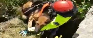 Copertina di Palermo, cani precipitano in una cava: la complicata manovra dei Vigili del fuoco per salvarli