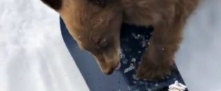 Copertina di Il cucciolo di orso si avvicina agli sciatori e gioca con lo snowboarder. Ma l’animale rischia la vita