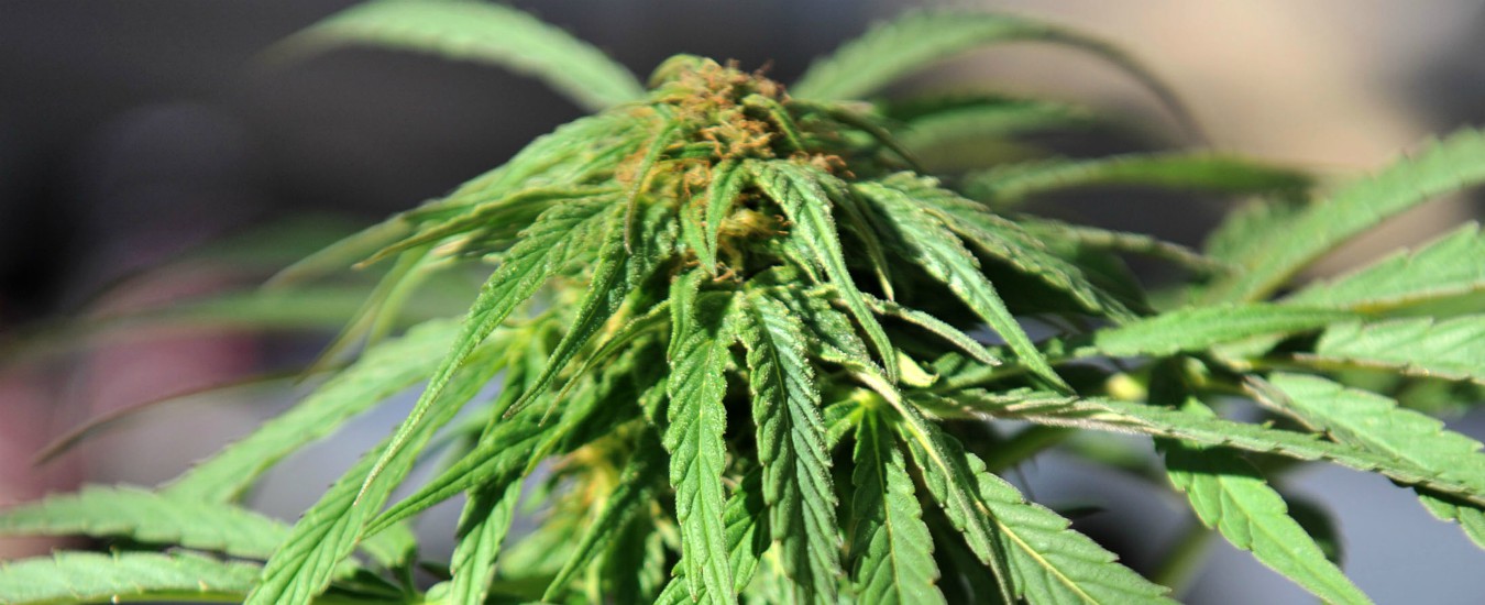 Cannabis, Cassazione: “Vietata vendita anche dei derivati se c’è effetto drogante. Basso Thc non vale come scriminante”