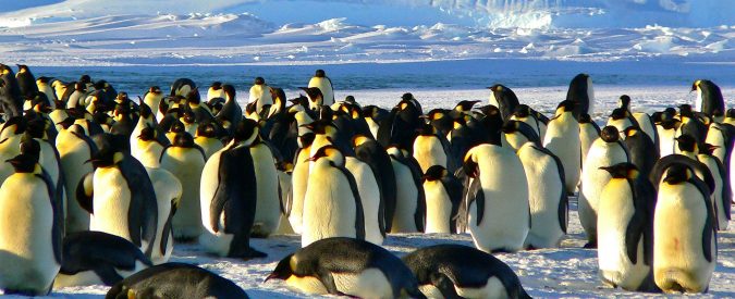 Antartide, il ghiaccio si scioglie e fa strage di pinguini. Il loro habitat non è più al sicuro