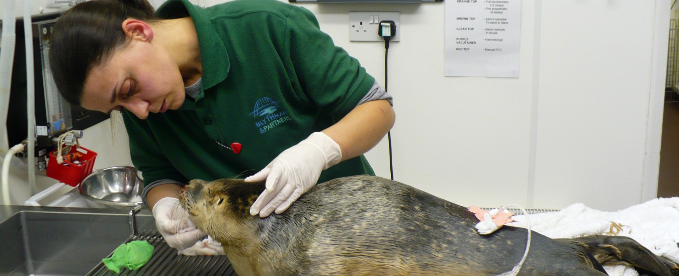 Copertina di Veterinaria nel Regno Unito. “Se potessi tornerei domani, ma sono terrorizzata. Qui anche a 60 anni puoi cambiare lavoro”