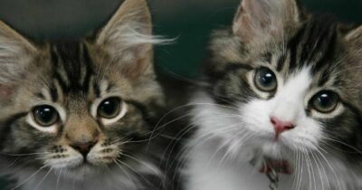 Copertina di Bibliotecaria lascia 150 mila euro della sua eredità al gattile comunale di Roma e chiede una targa commemorativa, dedicata a lei e al marito scomparso