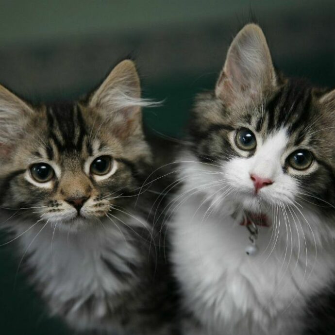 Bibliotecaria lascia 150 mila euro della sua eredità al gattile comunale di Roma e chiede una targa commemorativa, dedicata a lei e al marito scomparso