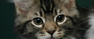 Copertina di Tubercolosi nel cibo per gatti: contagiati 50 felini e anche 2 loro padroni