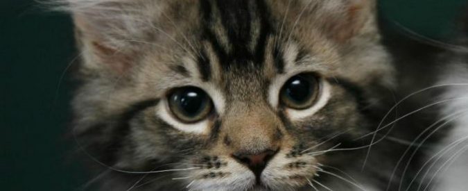 Tubercolosi nel cibo per gatti: contagiati 50 felini e anche 2 loro padroni