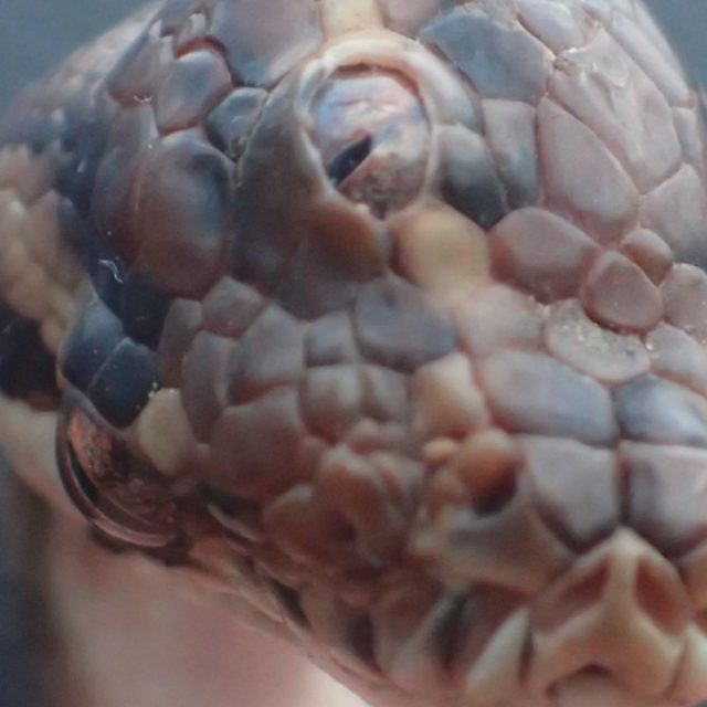 Australia, trovato serpente con tre occhi: si chiama Monty Python