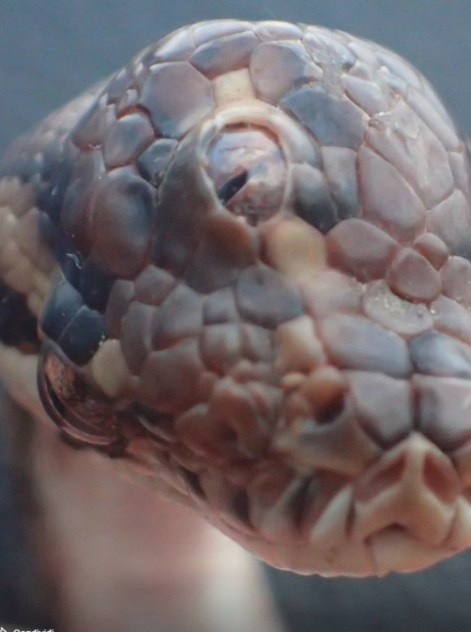 Australia, trovato serpente con tre occhi: si chiama Monty Python Australia, trovato serpente con tre occhi: si chiama Monty Python