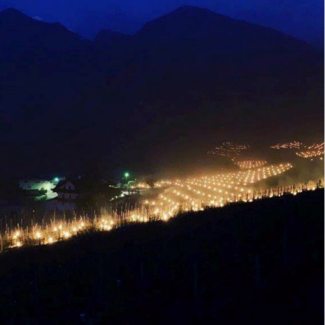 Trentino Alto Adige, migliaia di candele accese di notte per proteggere i vigneti dal gelo