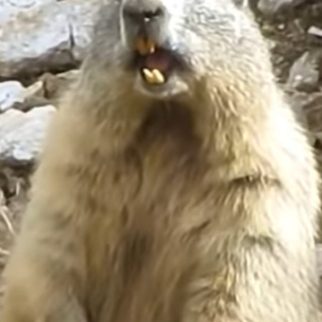Mongolia, coppia mangia rene crudo di marmotta: muore di peste bubbonica