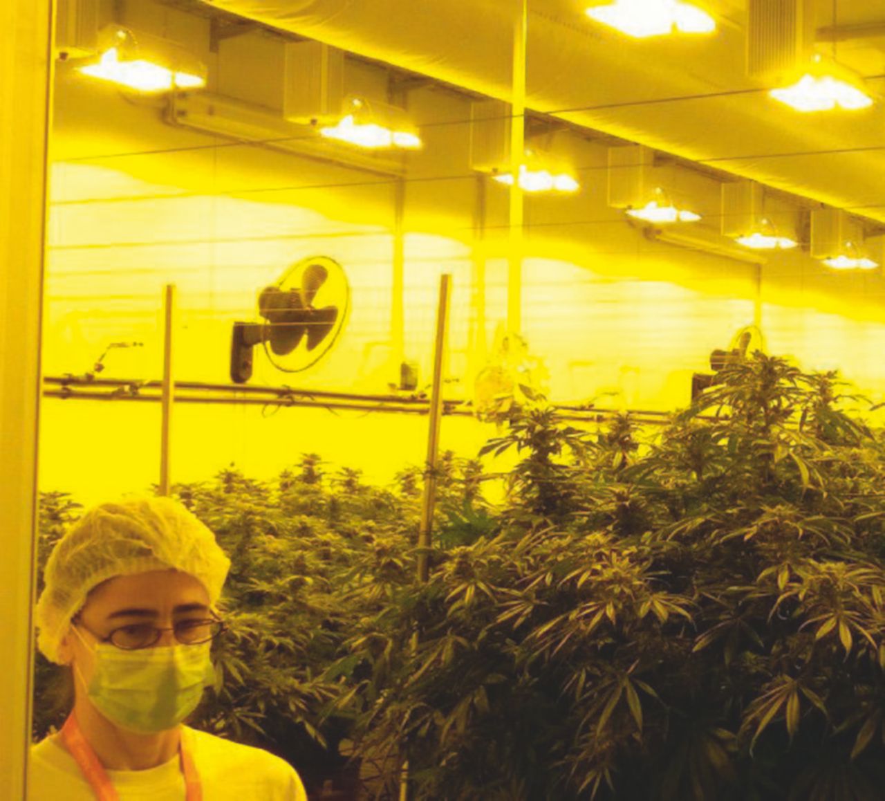 Copertina di La cannabis medica: il piano Unipol e i privati che sperano