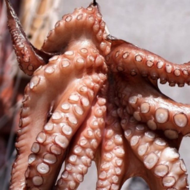 “C’è una invasione di polpi e i pescatori stanno facendo una fortuna”: il fenomeno che ha cambiato la fauna dei fondali del nord della Francia