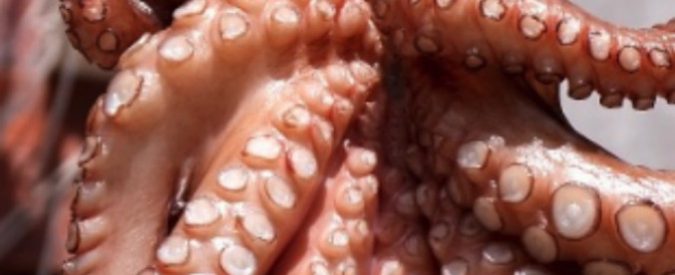 “C’è una invasione di polpi e i pescatori stanno facendo una fortuna”: il fenomeno che ha cambiato la fauna dei fondali del nord della Francia