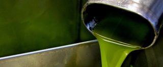 Copertina di Olio di soia spacciato per extravergine d’oliva: società fittizie e frantoi fantasma, 24 arresti. “Venduto in Italia e all’estero”