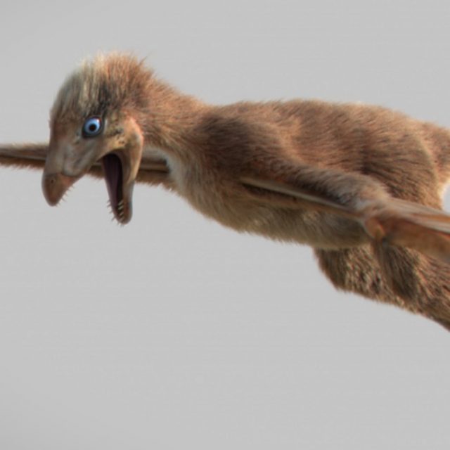 Scoperto il fossile di un dinosauro volante: ma come faceva a volare? Ecco la spiegazione